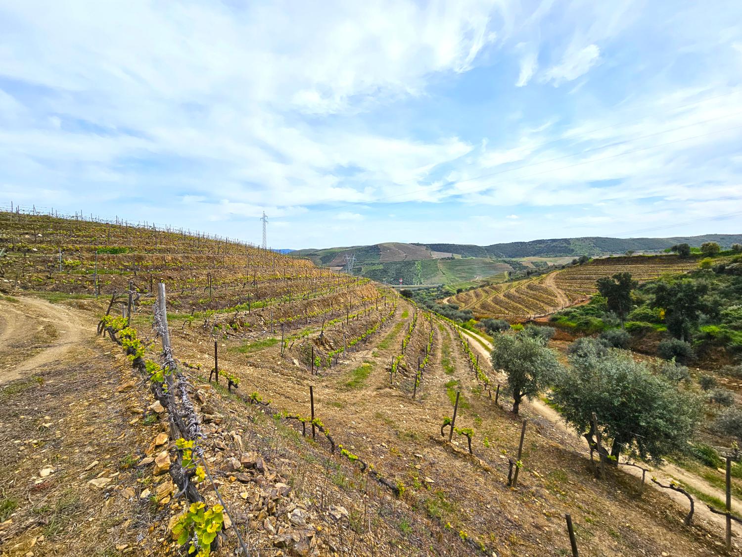  kaufen Weinberg Vila Nova de Foz Côa Vila Nova De Foz Côa 5