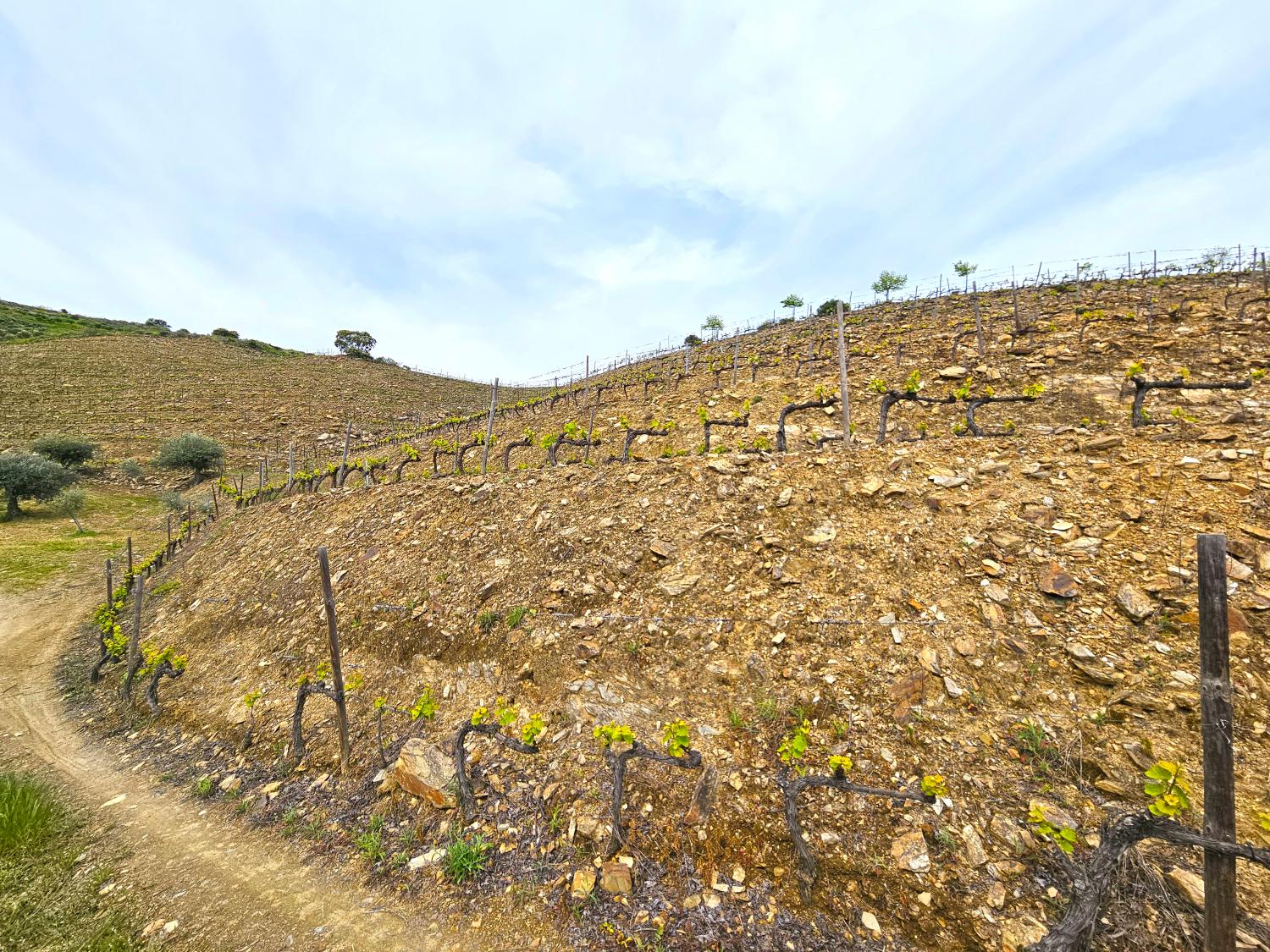  kaufen Weinberg Vila Nova de Foz Côa Vila Nova De Foz Côa 3