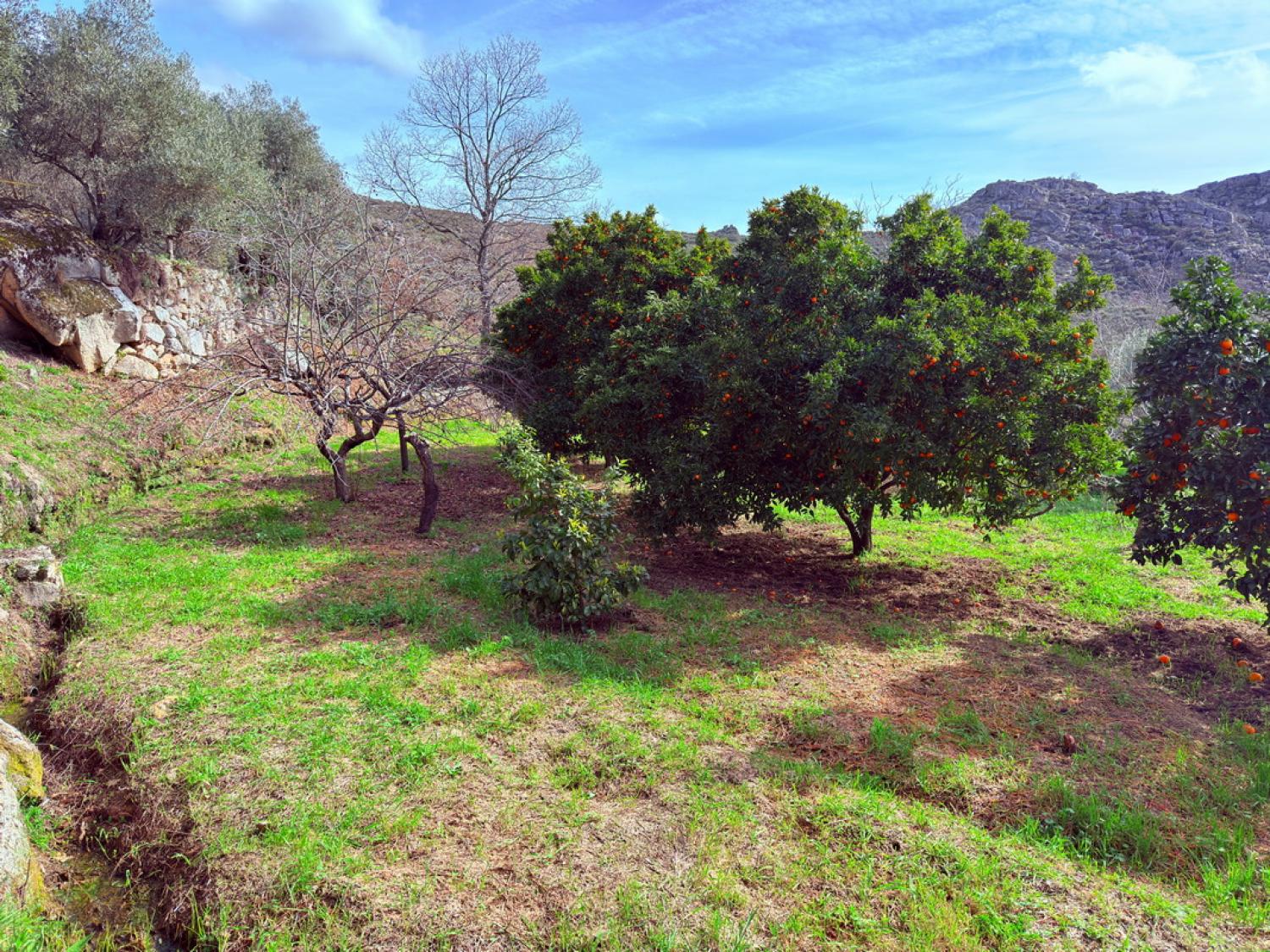  kaufen Bauernhof Pousafoles do Bispo Sabugal 38