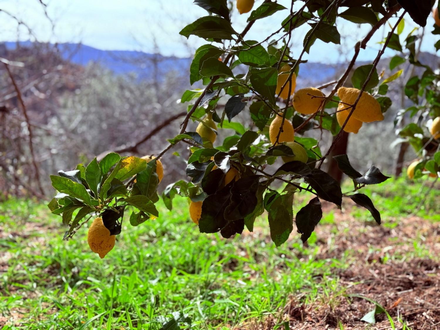  kaufen Bauernhof Pousafoles do Bispo Sabugal 40