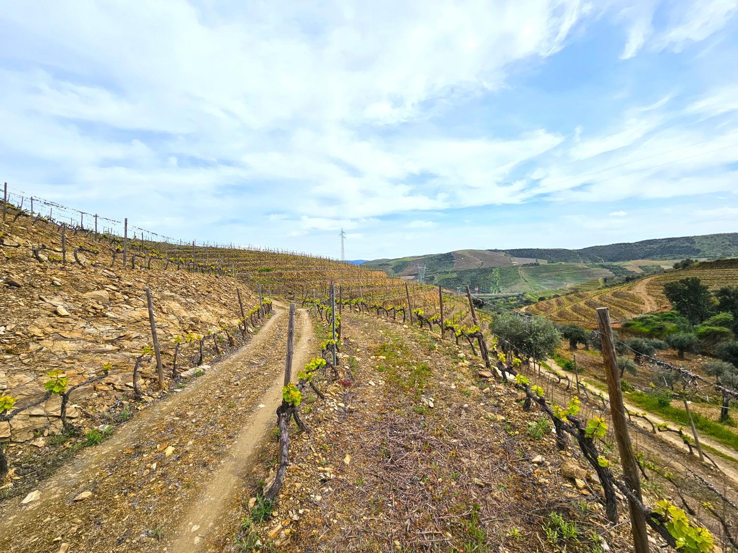  kaufen Weinberg Vila Nova de Foz Côa Vila Nova De Foz Côa 4