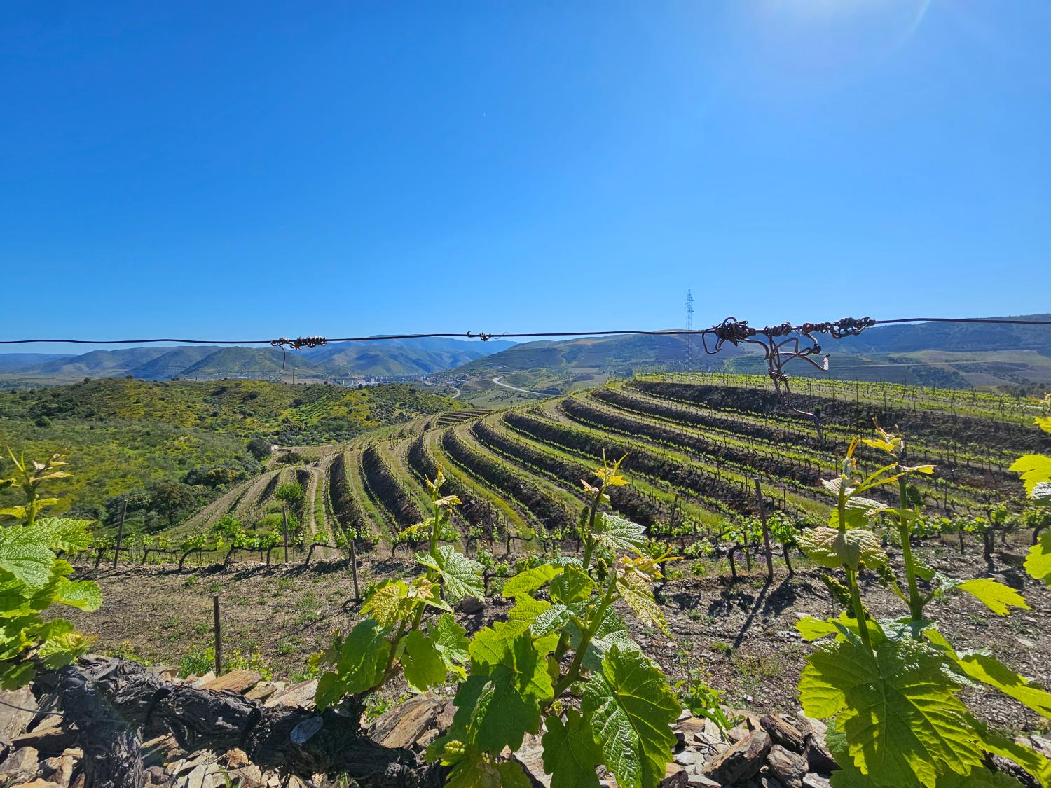  kaufen Weinberg Vila Nova de Foz Côa Vila Nova De Foz Côa 9
