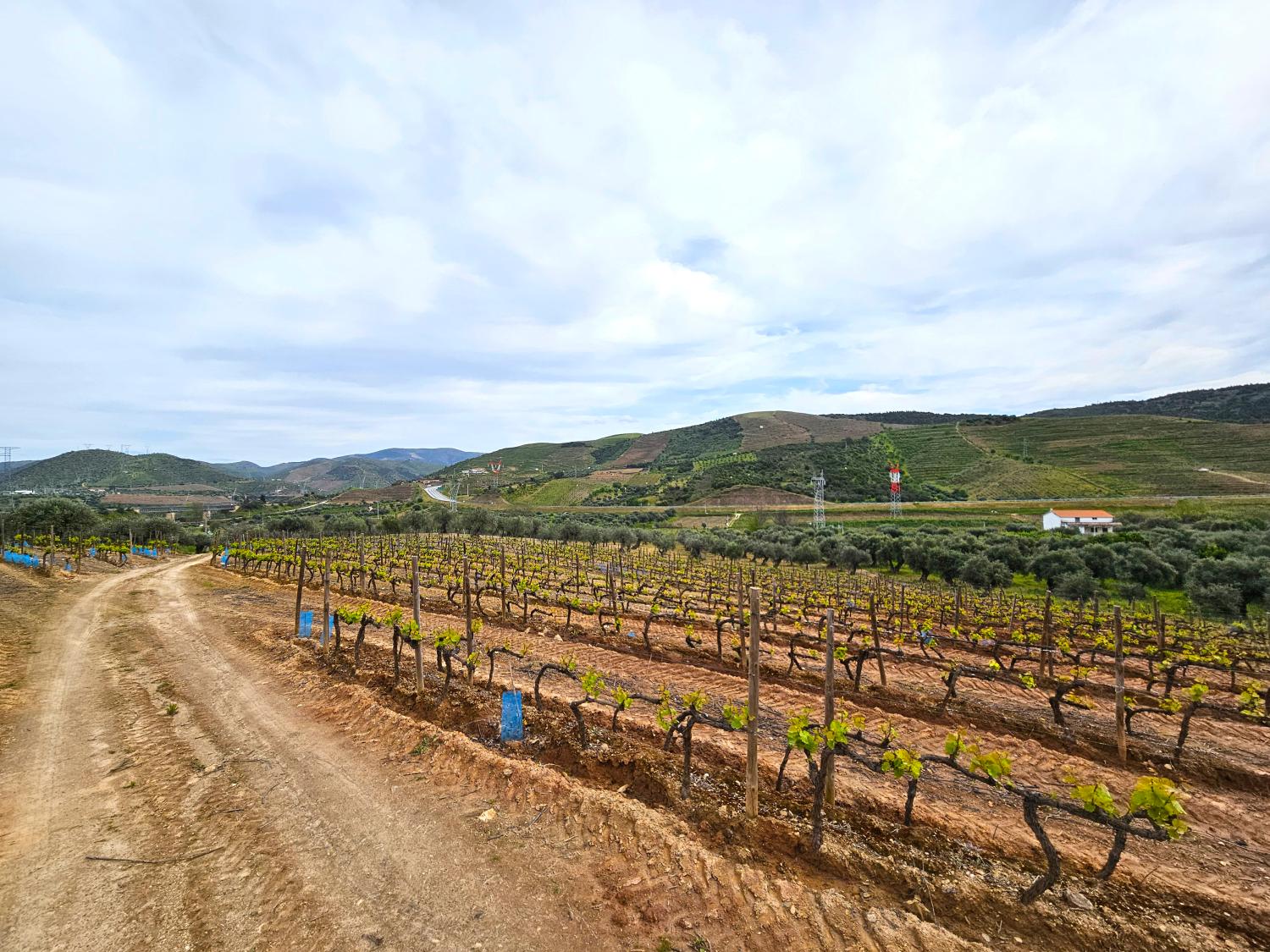  kaufen Weinberg Vila Nova de Foz Côa Vila Nova De Foz Côa 8